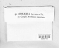 Diatrypella favacea image